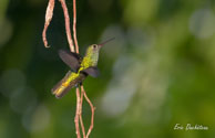 Colibri tout-vert / Matoury (Guyane française), mars 2014